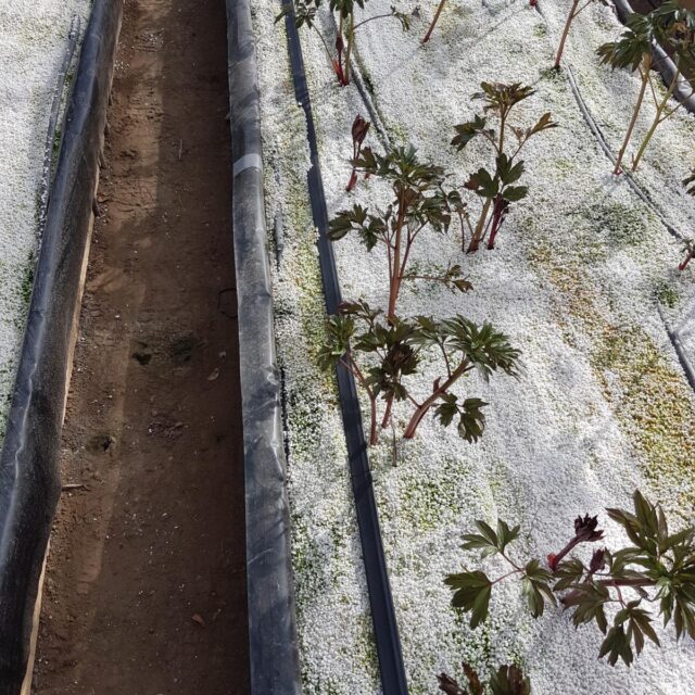 Peony Farm - TruHeat Systems