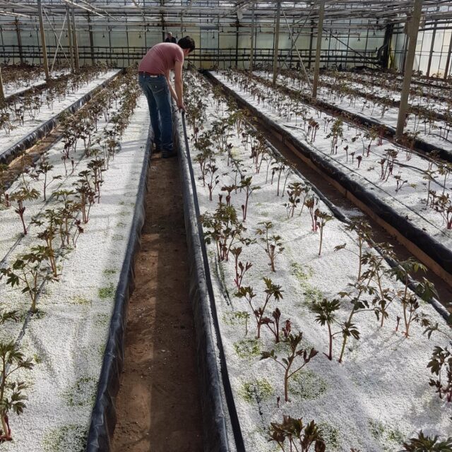 Peony Farm - TruHeat Systems