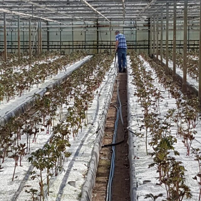 Peony Farm - TruHeat Systems