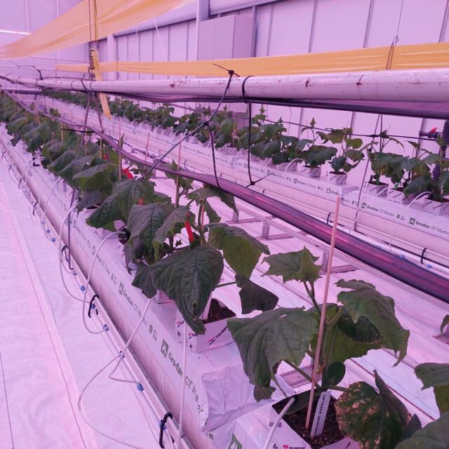 Cucumber Greenhouse - TruHeat Systems